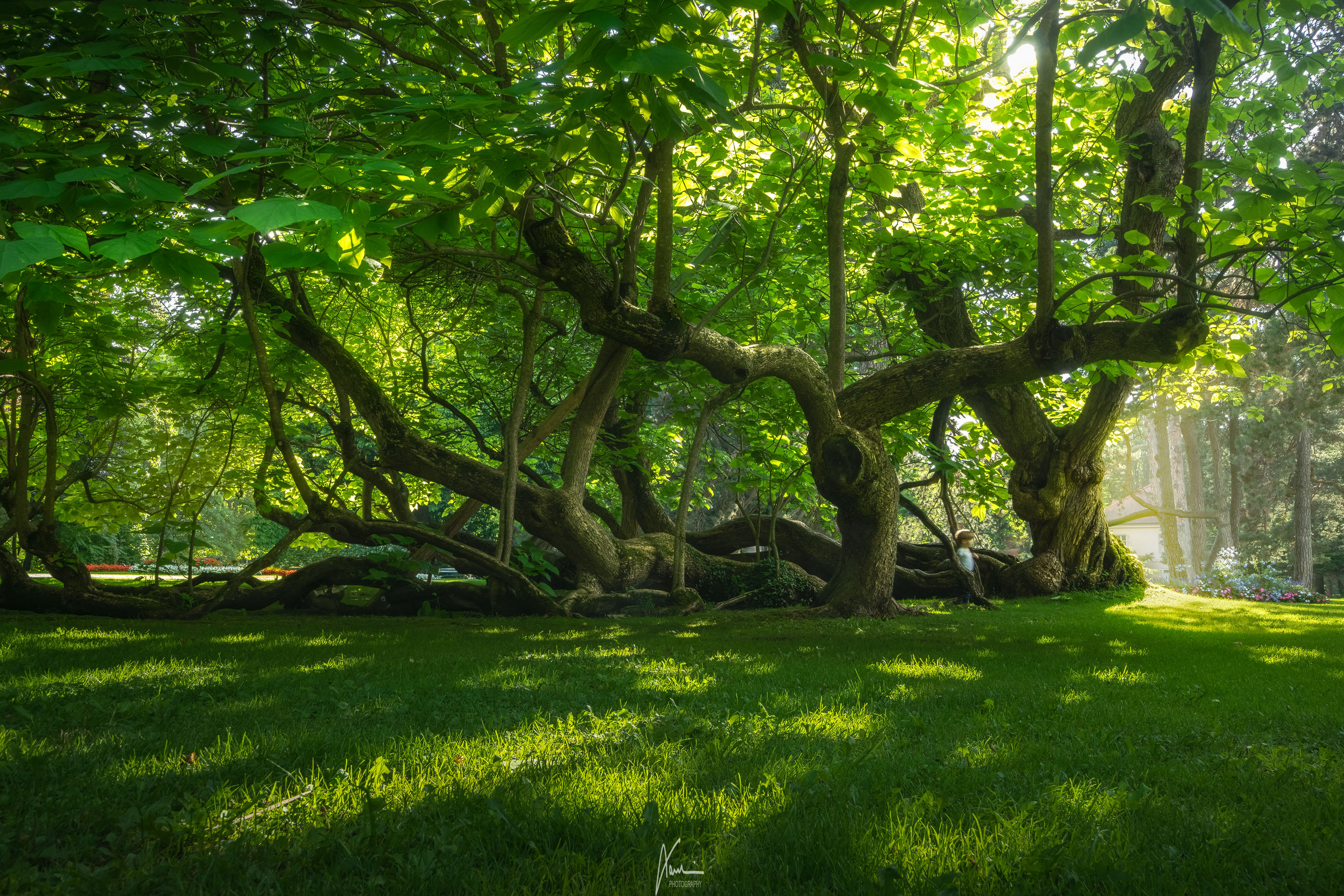 Baum Desktop Hintergrund